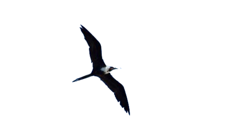 oiseaux marins